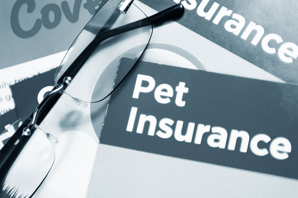 4 mistakes pet owners make when purchasing pet insurance