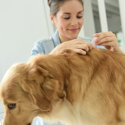 6 tips to help manage fleas and ticks in dogs